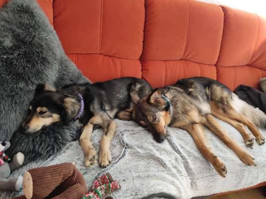 Auslandstierschutz-Beitrag-Bild