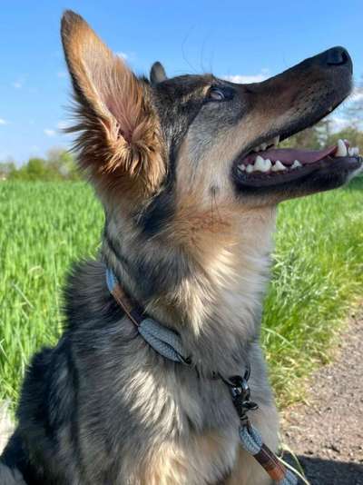 Schäferhund-Beitrag-Bild