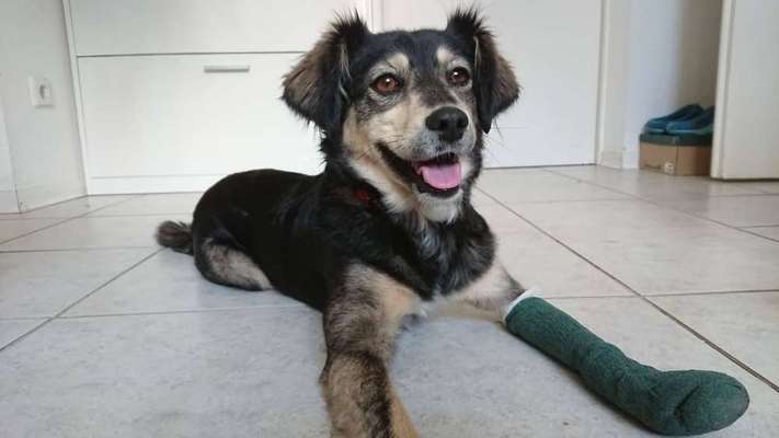 Beinbruch beim Welpen-Beitrag-Bild