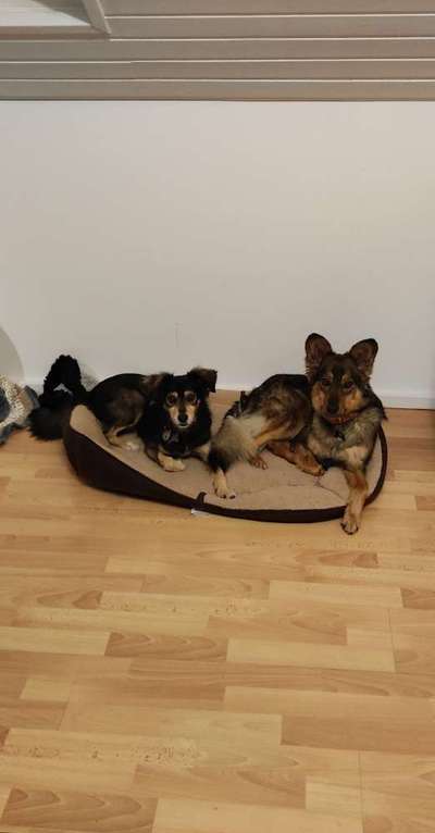 Hunde aus dem Tierschutz: Bulgarien-Beitrag-Bild