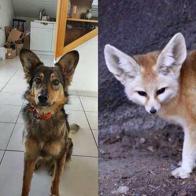 Wie heißt dein Hund?-Beitrag-Bild