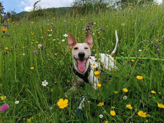 Hundetreffen-Social Walks-Bild