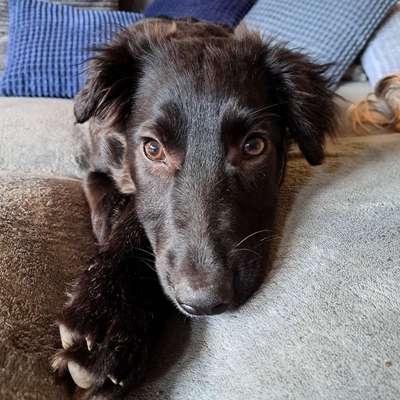 Hundetreffen-Spaziergang lindenthal-Bild