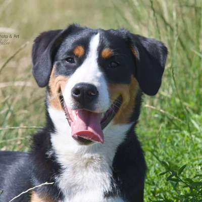 Dogorama Photo Challenge - Hundeblick zum hinschmelzen-Beitrag-Bild