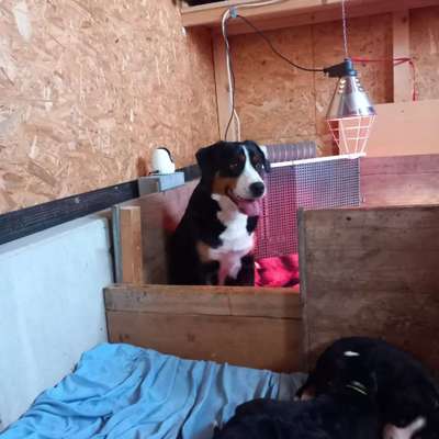 Reinrassige Hunde?-Beitrag-Bild