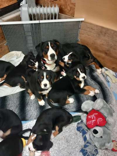 Berner Sennen-Beitrag-Bild