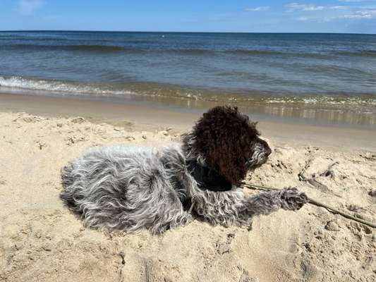 Hundetreffen-Welpentreffen - Junghundetrffen-Bild