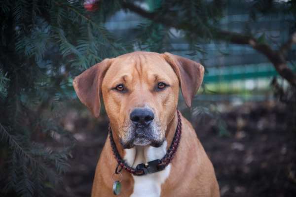 Foto's und Hundemodels-Beitrag-Bild