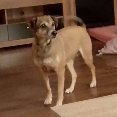 Hundetreffen-Hundetreff-Bild