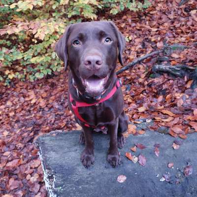 Hundetreffen-🐕  Hunderunde-Bild