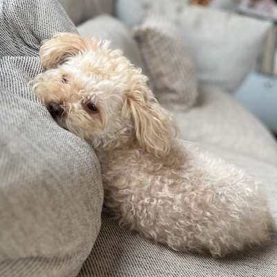 Hundetreffen-Treffen zum Spielen oder Spazieren-Bild