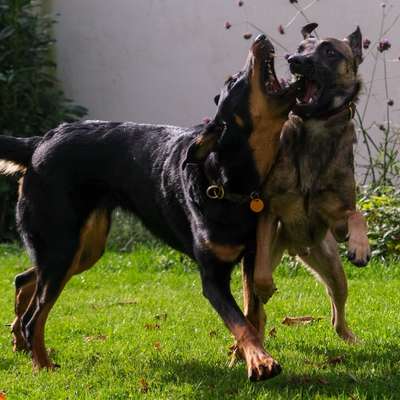 Hundetreffen-Spazieren gehen ohne Kontakt-Bild