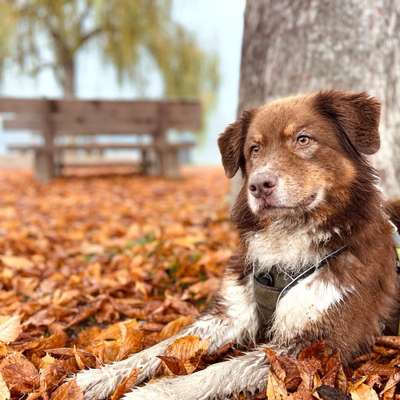 Hundetreffen-Social Walk-Bild