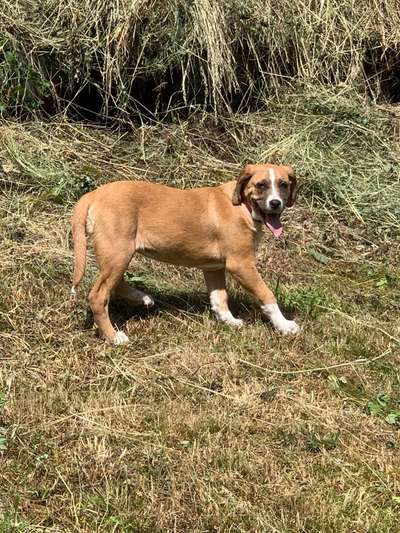 Mischlingshunde Foto Aufruf-Beitrag-Bild