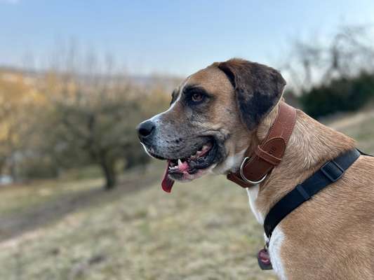 Labradorfans-Beitrag-Bild