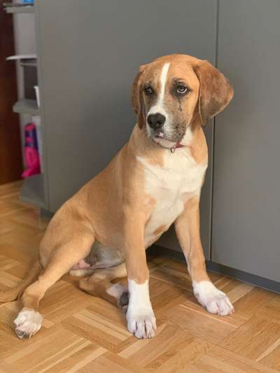 Labradorfans-Beitrag-Bild