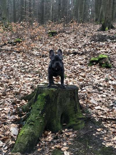 Dogorama Photo Challenge - Be my valentine-Beitrag-Bild