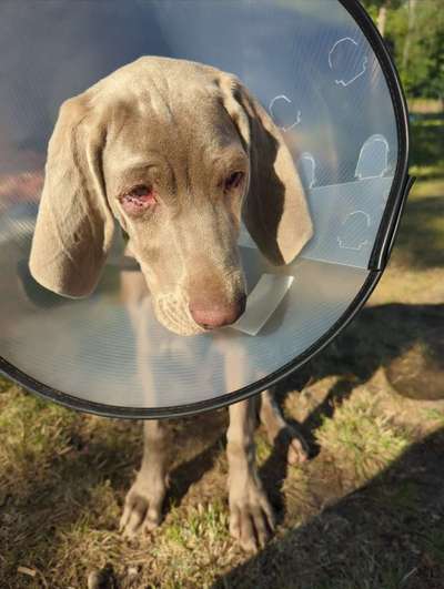 Entropium - Rolllid-Beitrag-Bild