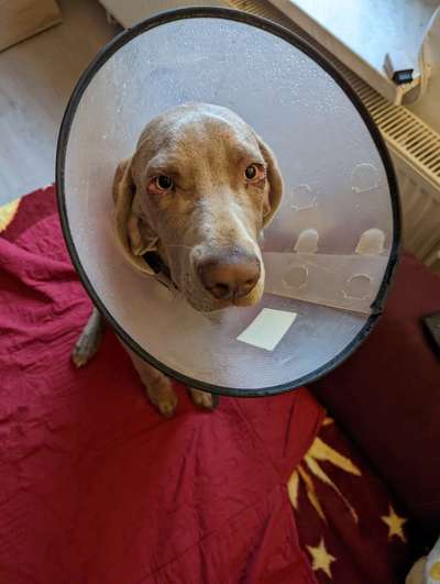 Entropium - Rolllid-Beitrag-Bild