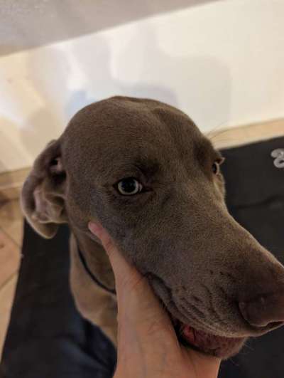 Entropium - Rolllid-Beitrag-Bild