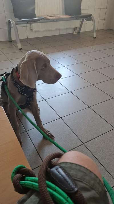 Entropium - Rolllid-Beitrag-Bild