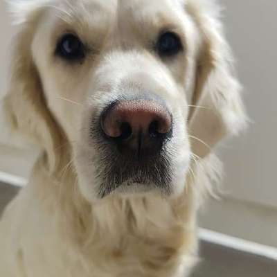 Hundetreffen-Hundefreunde-Bild