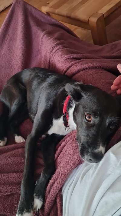 Auslandstierschutz-Beitrag-Bild