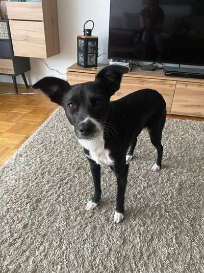 Doppelgänger gesucht !-Beitrag-Bild