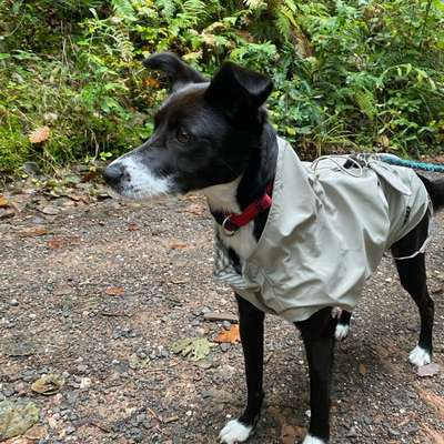 Regenmantel für den Hund (nötig?/Empfehlungen)-Beitrag-Bild