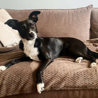 Podenco/Mischlinge hier? :-)-Beitrag-Bild