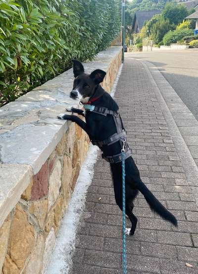 Podencomischling oder Podenco-Beitrag-Bild