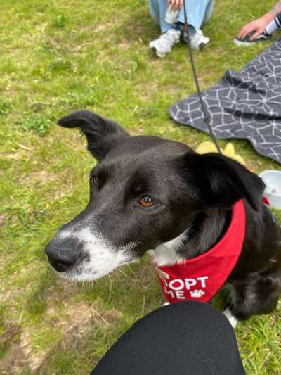 Tierschutzhund ist meine Lieblingsrasse-Beitrag-Bild