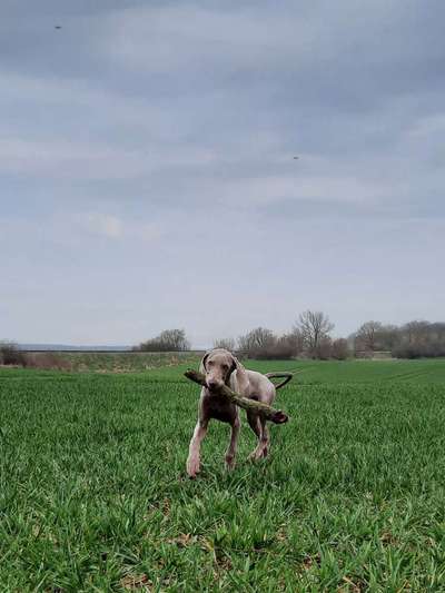 Fotochallenge No. 26                                     Wald und Wiese-Beitrag-Bild