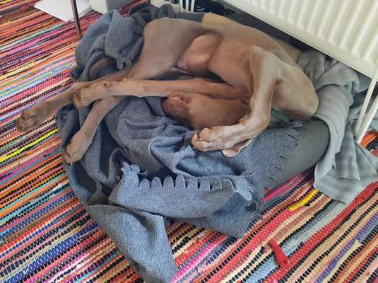 Zeigt mir die lustigsten Schlafpositionen eurer Fellnasen-Beitrag-Bild