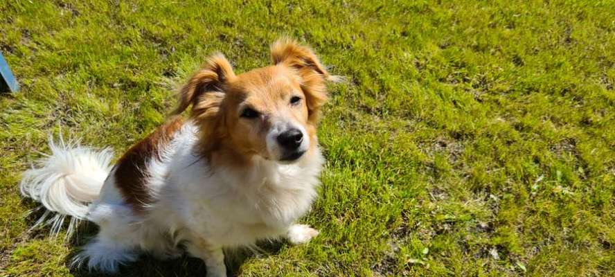 Shelties-Beitrag-Bild