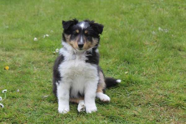 Shelties-Beitrag-Bild