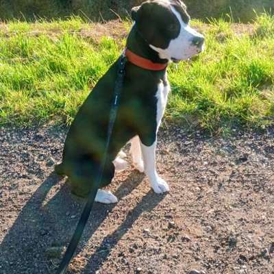 Hundetreffen-Trainingspartner für Fritz-Bild