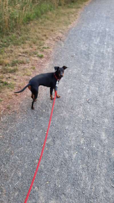 Windhunde - Treffen der besonderen Schönheiten
HERZLICH WILLKOMMEN-Beitrag-Bild