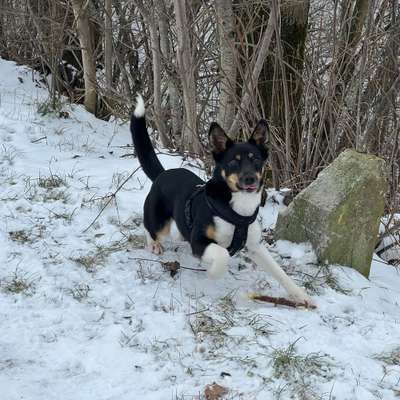 Hundetreffen-Spaziergang-Bild