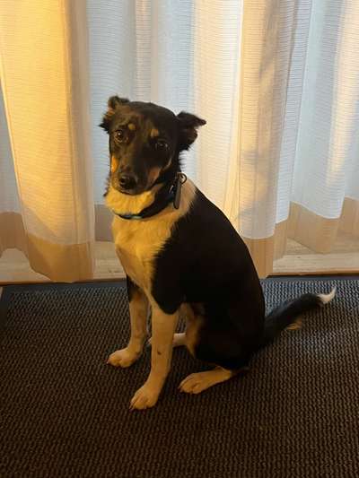 TierschutzhundeStammtisch🐕-Beitrag-Bild