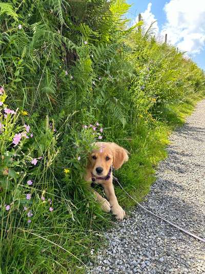 Hundetreffen-Welpenfreundliche, souveräne Hunde als Spielpartner gesucht-Bild