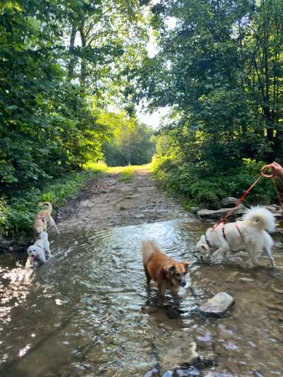 Hundetreffen-Gassi im Rudel-Bild