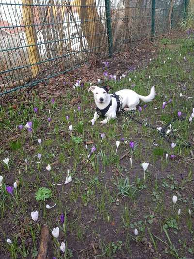 Hundetreffen-Ich würde mich freuen über ein Treffen mit einer Hündin-Bild