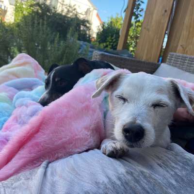 Hundetreffen-Trainingsspaziergang gesucht