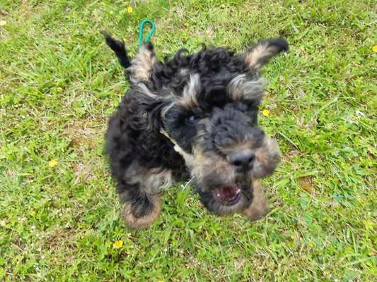 Die Dogorama Wochen Challenge-Beitrag-Bild