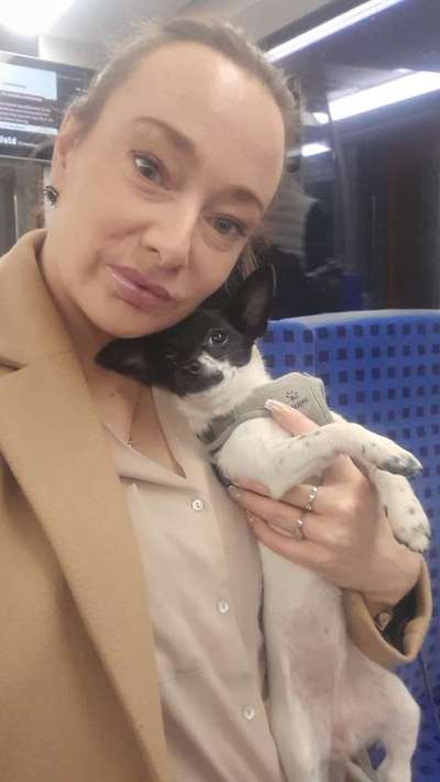 Hundetreffen-Welpen oder kleine Hunde Treffen-Bild