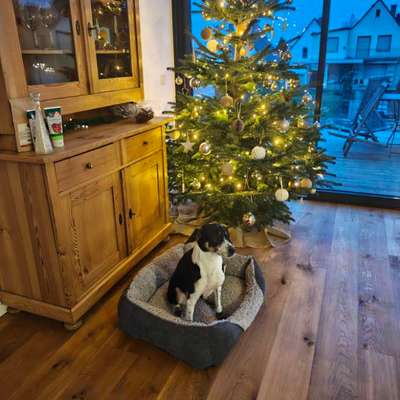 Hundetreffen-Kennenlernen in Römerberg und Umgebung-Bild