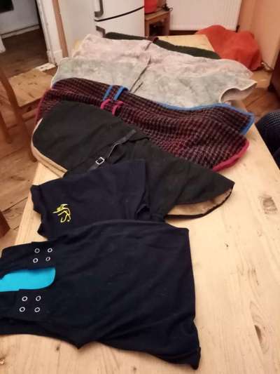 Windhunde - Treffen der besonderen Schönheiten
HERZLICH WILLKOMMEN-Beitrag-Bild