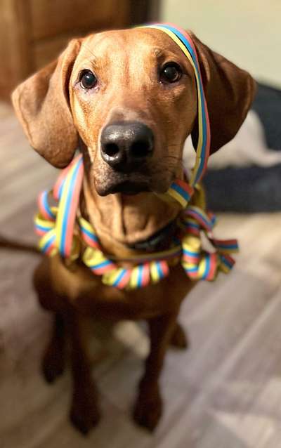 Rhodesian Ridgeback-Beitrag-Bild