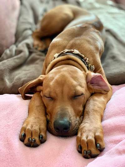 Rhodesian Ridgeback-Beitrag-Bild